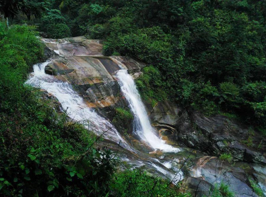 津彩南望 乐享文旅 津南区葛沽清水萝卜节启动